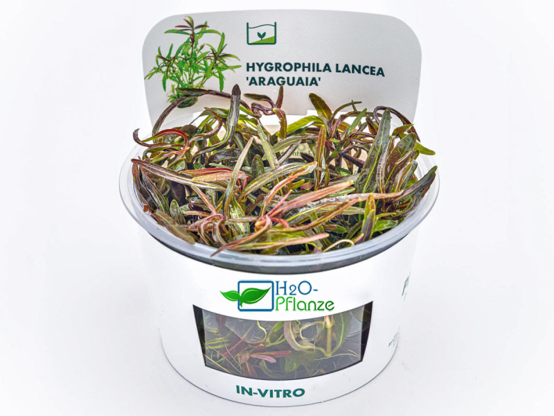 Preview: Besonderer Wasserfreund - Hygrophila lancea 'Araguaia' in vitro Preview: Besonderer Wasserfreund - Hygrophila lancea 'Araguaia' in vitro